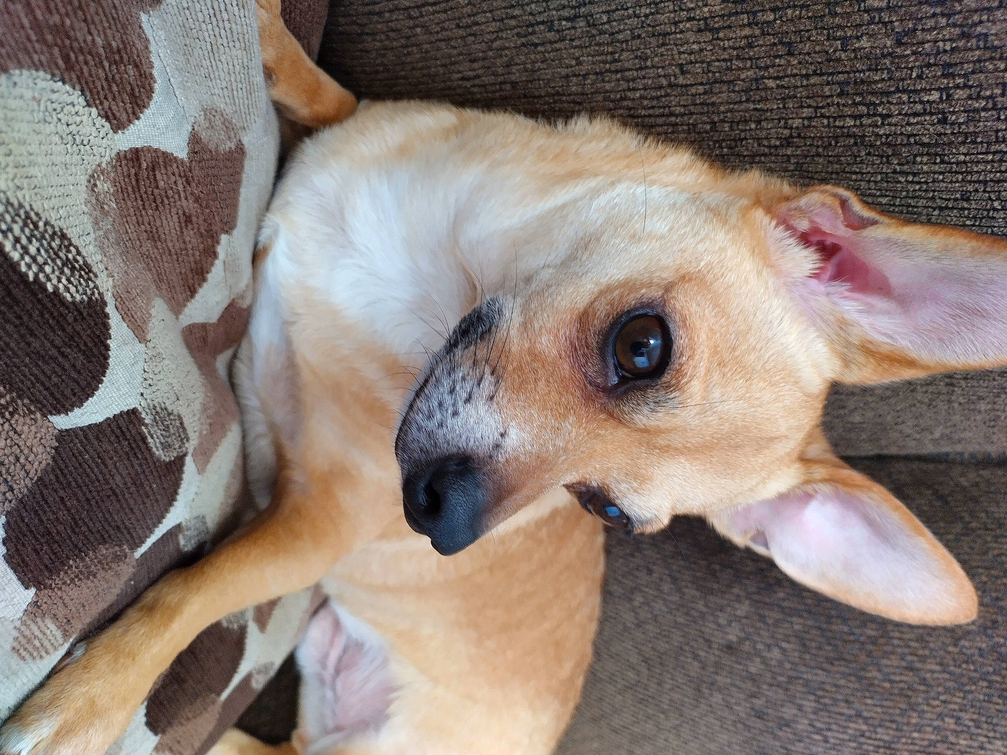 Cash joined the competition — help win amazing prizes! canidae, carnivore, comfort, companion_dog, dog, dog_breed, dog_supply, fawn, fur, non_sporting_group, paw, puppy, snout, sporting_group, terrestrial_animal, toy_dog, whiskers, working_animal