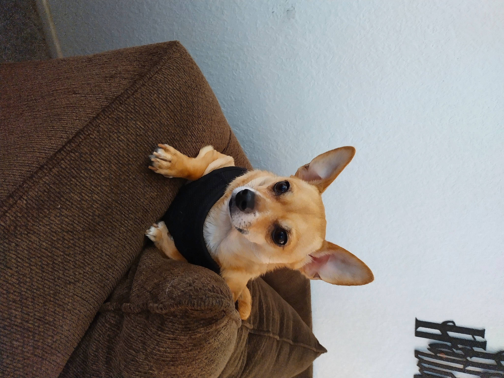 Cash is registered to the contest to win money with this photo: canidae, carnivore, chihuahua, comfort, companion_dog, couch, dog, dog_breed, dog_supply, fawn, flooring, fur, hardwood, snout, sporting_group, tail, toy_dog, whiskers, wood, working_animal