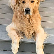 Barney is registered to the contest to win money with this photo: animal, calm, canine, closeup, cute, dog, domestic_animal, face, fluffy, friendly, fur, golden_retriever, laying_down, long_fur, mammal, outdoor, pet, portrait, relaxed, wooden_steps