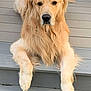 animal, calm, canine, closeup, cute, dog, domestic_animal, face, fluffy, friendly, fur, golden_retriever, laying_down, long_fur, mammal, outdoor, pet, portrait, relaxed, wooden_steps
