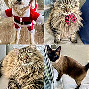Leo is registered to the contest to win money with this photo: dog, cats, pet, santa_costume, bow_tie, tabby_cat, siamese_cat, long_hair, fluffy, fur, whiskers, blue_eyes, green_eyes, animal_portrait, collage, indoor, couch, window, holiday, sparkles