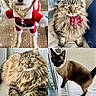 dog, cats, pet, santa_costume, bow_tie, tabby_cat, siamese_cat, long_hair, fluffy, fur, whiskers, blue_eyes, green_eyes, animal_portrait, collage, indoor, couch, window, holiday, sparkles