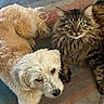 Leo joined the competition — help win amazing prizes! dog, cat, pets, animals, fluffy, long_hair, fur, tabby_cat, small_dog, white_dog, cream_fur, green_eyes, pet_portrait, indoors, rug, carpet, sitting, lying_down, companions, cute