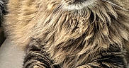 Leo joined the competition — help win amazing prizes! cat, tabby, fluffy, long_hair, pet, animal, green_eyes, whiskers, ears, paws, portrait, close_up, indoor, windowsill, sitting, brown, striped, fur, relaxed, photography