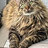 cat, tabby, fluffy, long_hair, pet, animal, green_eyes, whiskers, ears, paws, portrait, close_up, indoor, windowsill, sitting, brown, striped, fur, relaxed, photography