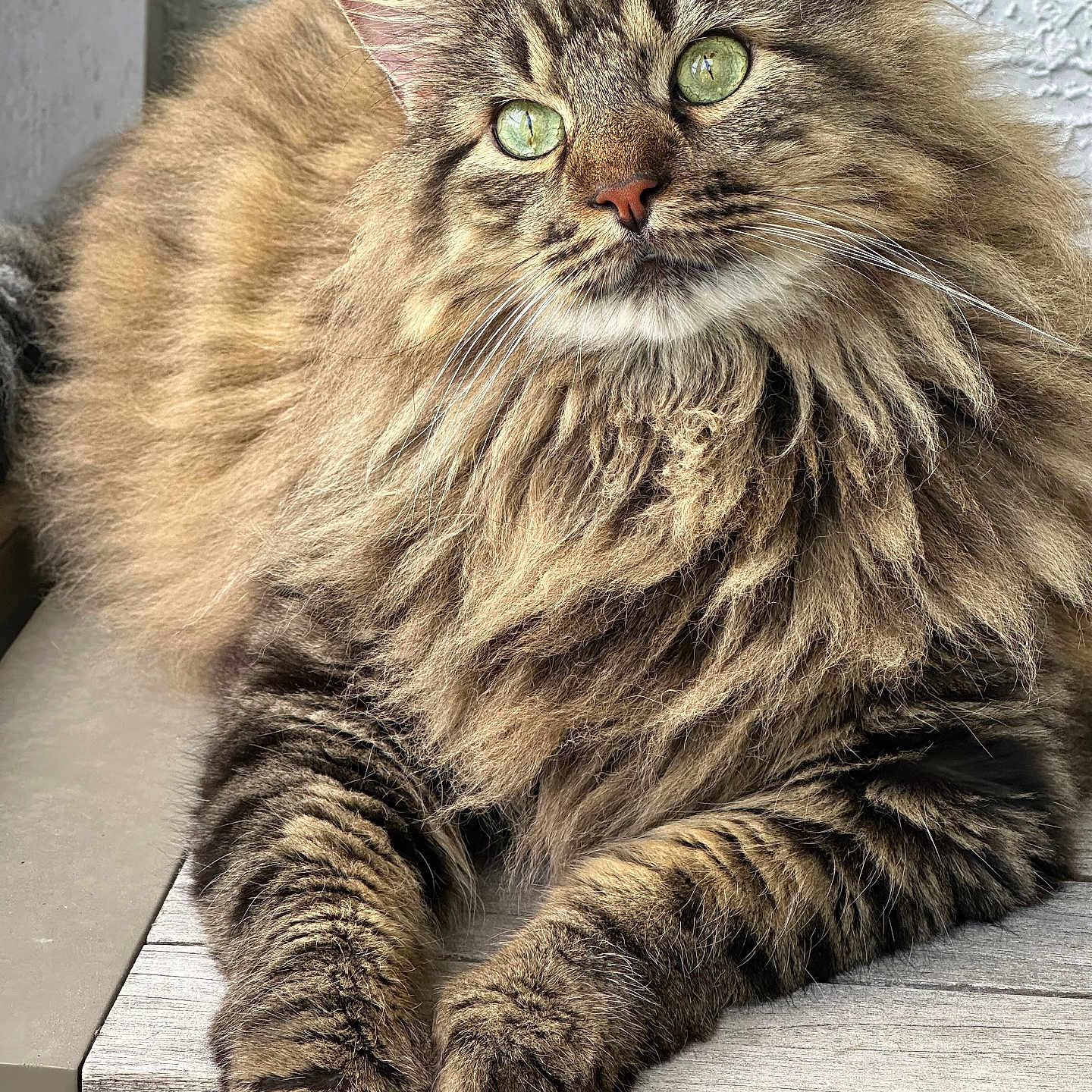Leo joined the competition — help win amazing prizes! cat, tabby, fluffy, long_hair, pet, animal, green_eyes, whiskers, ears, paws, portrait, close_up, indoor, windowsill, sitting, brown, striped, fur, relaxed, photography