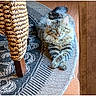 Leo joined the competition — help win amazing prizes! cat, fluffy_cat, gray_fur, long_hair, pet, animal, feline, portrait, sitting, lying_down, crossed_paws, indoors, rug, patterned_rug, woven_chair, wood_floor, furniture, home, photograph, smartphone_screenshot