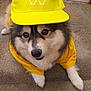 Pépito participe au concours pour gagner de l'argent avec cette photo : animal, brown_eyes, canine, casual, closeup, cute, dog, face, fluffy, fur, outdoor, pavement, paw, pet, pet_clothing, portrait, resting, summer, yellow_cap, yellow_shirt