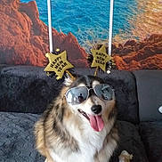 Pépito participe au concours pour gagner de l'argent avec cette photo : animal, background, celebration, couch, decor, dog, fluffy, fur, happy_new_year, headband, holiday, indoor, pet, plush_toy, relaxing, rock, smiling, sunglasses, tongue_out, water