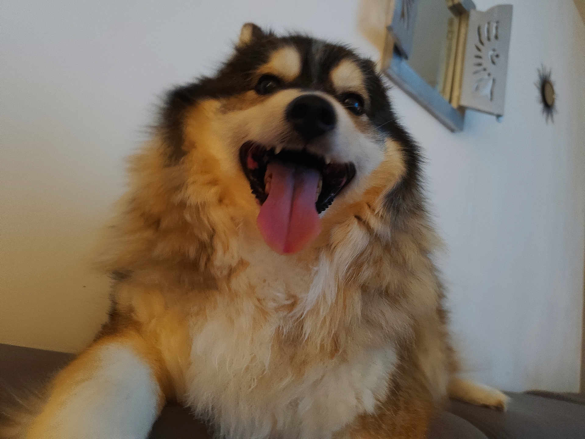 Pépito a rejoint le concours — aidez-le/la à gagner de superbes lots ! dog, fluffy, tongue_out, happy, pet, indoor, smiling, fur, animal, canine, close_up, cute, face, sitting, living_room, decor, mirror, wall, relaxed, friendly