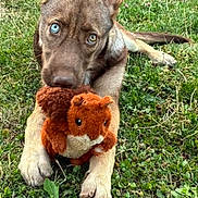 Arya participe au concours pour gagner de l'argent avec cette photo : dog, grass, toy, plush, squirrel, heterochromia, animal, pet, outdoor, playful, cute, brown, ears, paws, nature, fence, ground, closeup, young, lying