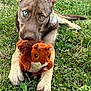 dog, grass, toy, plush, squirrel, heterochromia, animal, pet, outdoor, playful, cute, brown, ears, paws, nature, fence, ground, closeup, young, lying