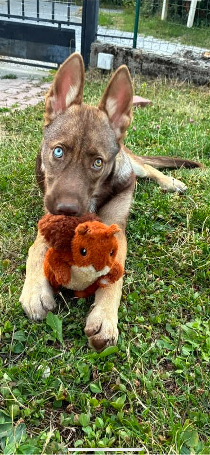 Arya