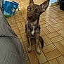 dog, indoor, tile_floor, heterochromia, blue_eye, brown_eye, pet, sitting, ears_up, curious, reusable_bag, couch, flooring, wall, door, brown, white_markings, tail, house, animal
