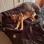 Arya participe au concours pour gagner de l'argent avec cette photo : bed, bedding, blanket, canine, collar, comfort, dog, floor, fur, headboard, home, indoor, natural_light, pet, pillow, relaxation, resting, room, sleepy, wood_paneling