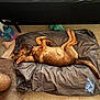 dog, sleeping, bed, floor, plastic_mat, toy, water_bottle, towel, bare_feet, slipper, hedgehog_slipper, indoor, brown_dog, relaxed, pet, fur, tile_floor, cozy, quiet, resting