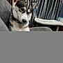Sonny Boy joined the competition — help win amazing prizes! animal, architecture, armchair, bodypart, building, canine, chair, couch, dog, eskimodog, furniture, husky, indoors, livingroom, mouth, person, pet, puppy, room, whitedog