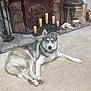Sonny Boy is registered to the contest to win money with this photo: animal, architecture, building, candle, canine, diningtable, dog, eskimodog, fireplace, firescreen, furniture, hearth, husky, indoors, livingroom, pet, puppy, rock, room, table