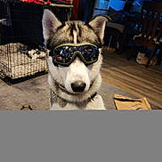 Sonny Boy is registered to the contest to win money with this photo: accessories, animal, art, bag, canine, cat, chair, dog, eskimodog, furniture, glasses, goggles, handbag, husky, indoors, painting, person, pet, sunglasses, wood