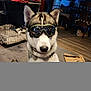 accessories, animal, art, bag, canine, cat, chair, dog, eskimodog, furniture, glasses, goggles, handbag, husky, indoors, painting, person, pet, sunglasses, wood