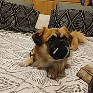Sumo is registered to the contest to win money with this photo: dog, bed, ball, pillow, blanket, wooden_headboard, indoor, pet, playing, fur, canine, brown, black, white, patterned, relaxed, toy, cute, animal, home