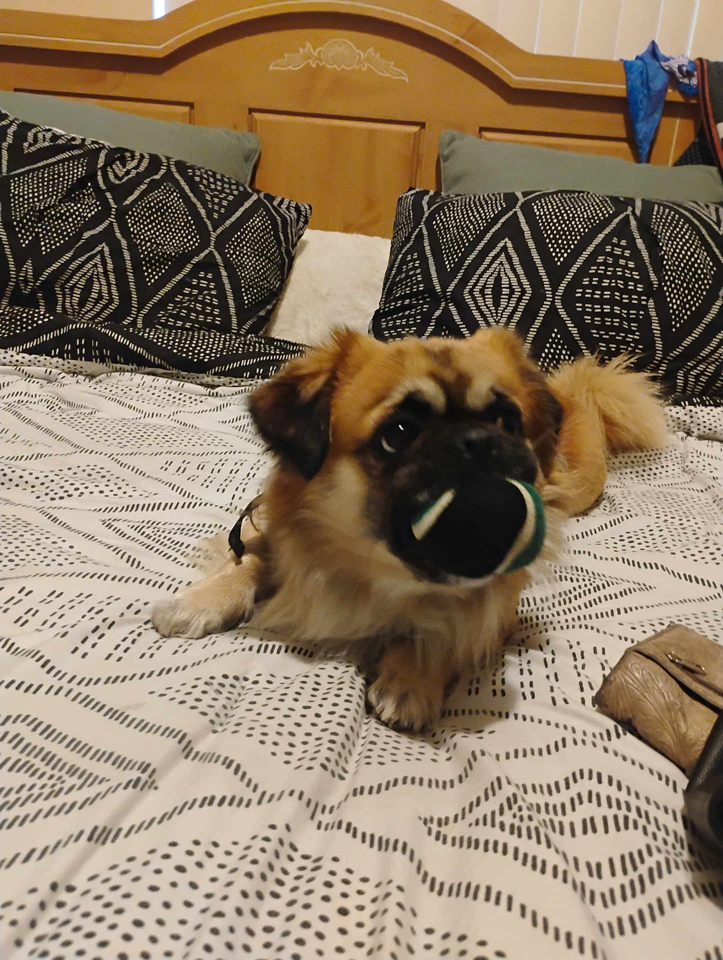 Sumo is registered to the contest to win money with this photo: dog, bed, ball, pillow, blanket, wooden_headboard, indoor, pet, playing, fur, canine, brown, black, white, patterned, relaxed, toy, cute, animal, home