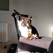 Crispy participe au concours pour gagner de l'argent avec cette photo : cat, dog, chihuahua, white_cat, black_and_tan_dog, sofa, sunlight, shadow, indoor, wall, treadmill, window, radiator, pets, ears, paws, furniture, portrait, cute, living_room