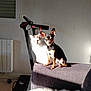 black_and_tan_dog, cat, chihuahua, cute, dog, ears, furniture, indoor, living_room, paws, pets, portrait, radiator, shadow, sofa, sunlight, treadmill, wall, white_cat, window