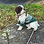 dog, pet, sweater, rock, grass, leaves, water, outdoor, nature, moss, curious, brown_and_white, canine, autumn, leash, park, animal, fur, small_dog, scenic