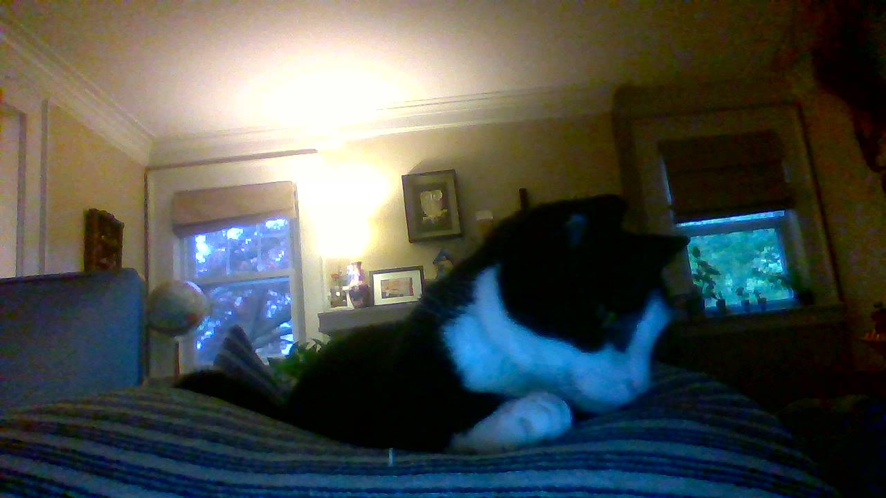 Bidge is registered to the contest to win money with this photo: bedroom, carnivore, cat, comfort, felidae, furniture, room, small_to_medium_sized_cats, whiskers