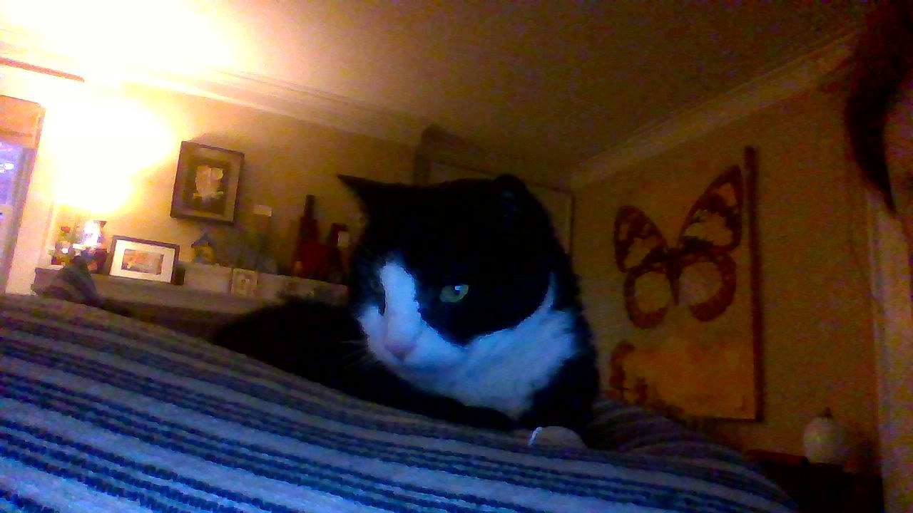 Bidge joined the competition — help win amazing prizes! black, black_cat, blue, carnivore, cat, domestic_short_haired_cat, eye, facial_expression, felidae, head, leg, mammal, mouth, nose, organ, room, small_to_medium_sized_cats, snapshot, snout, whiskers