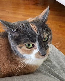 Cece joined the competition — help win amazing prizes! aegean_cat, american_shorthair, american_wirehair, asian, carnivore, cat, domestic_short_haired_cat, european_shorthair, fawn, felidae, kitten, mammal, munchkin, polydactyl_cat, small_to_medium_sized_cats, snout, tabby_cat, whiskers