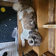 Tagada a rejoint le concours — aidez-le/la à gagner de superbes lots ! animal, brown, companion, cozy, curious, cute, dog, doormat, floor, fur, home, indoor, looking_up, paw, pet, relaxed, stairs, tennis_ball, white, wooden_stairs