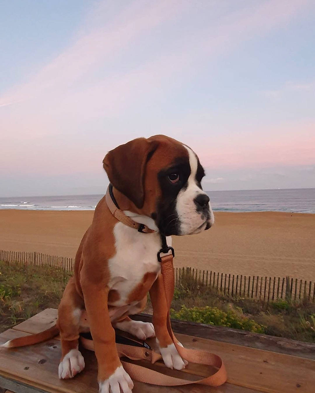Pépa participe au concours pour gagner de l'argent avec cette photo : art, beach, canidae, carnivore, cloud, collar, companion_dog, dog, dog_breed, dog_collar, fawn, fence, liver, plant, sky, snout, sporting_group, tail, water, working_animal