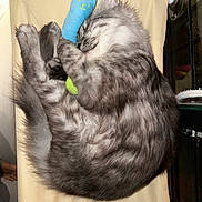 Lior joined the competition — help win amazing prizes! blue_toy, cat, curled_up, cute, feline, fluffy, fur_pattern, gray_cat, hammock, indoor, longhair, nap, paws, pet, relaxed, sleeping, suction_cup, toy, whiskers, window_shelf