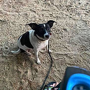 Lulu is registered to the contest to win money with this photo: dog, black_and_white, leash, sand, footwear, sandal, pet, animal, outdoor, ground, collar, curious, sitting, paw, person, casual, summer, texture, natural_light, companion