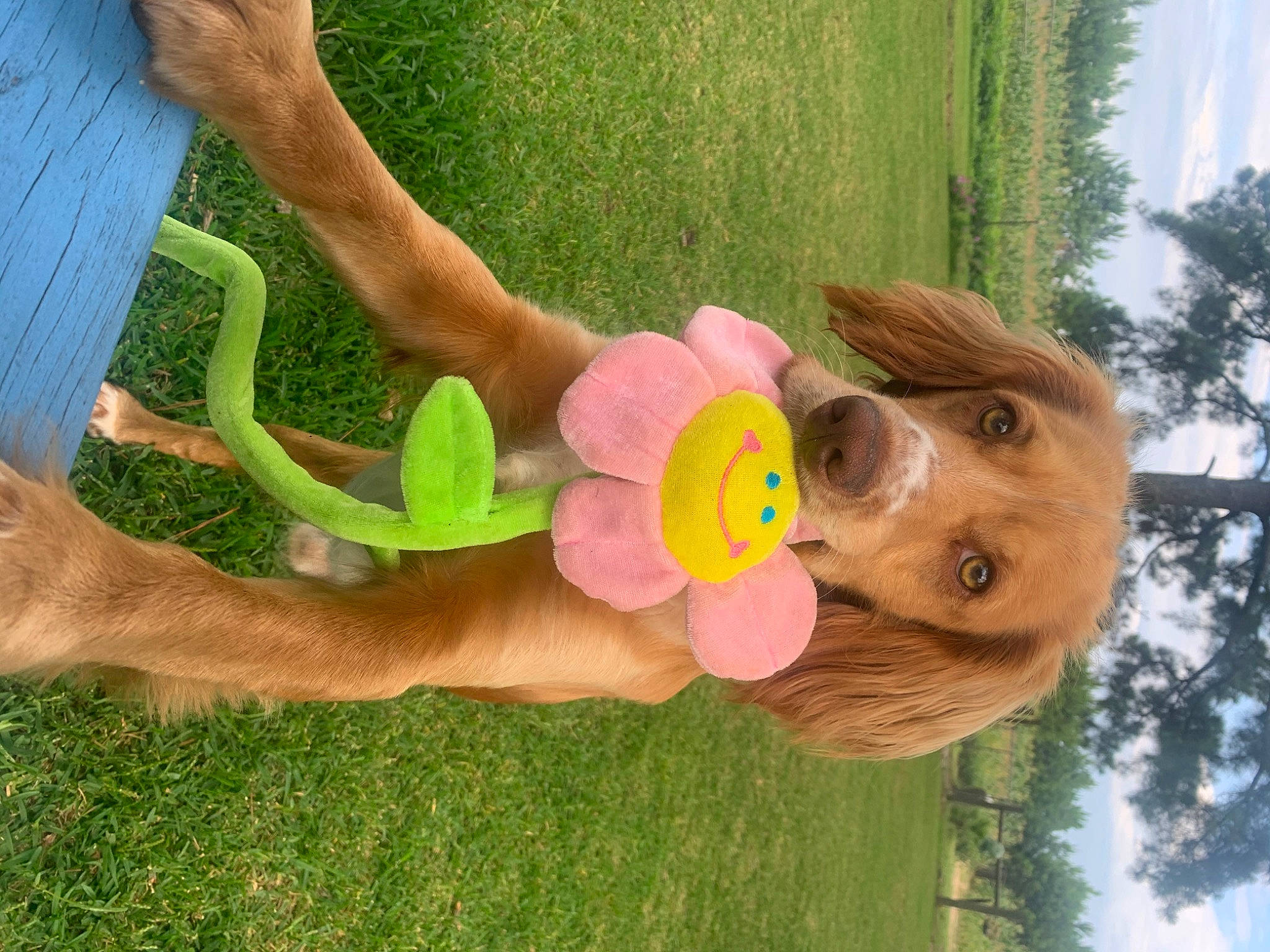 Otis joined the competition — help win amazing prizes! ear, fawn, fun, play