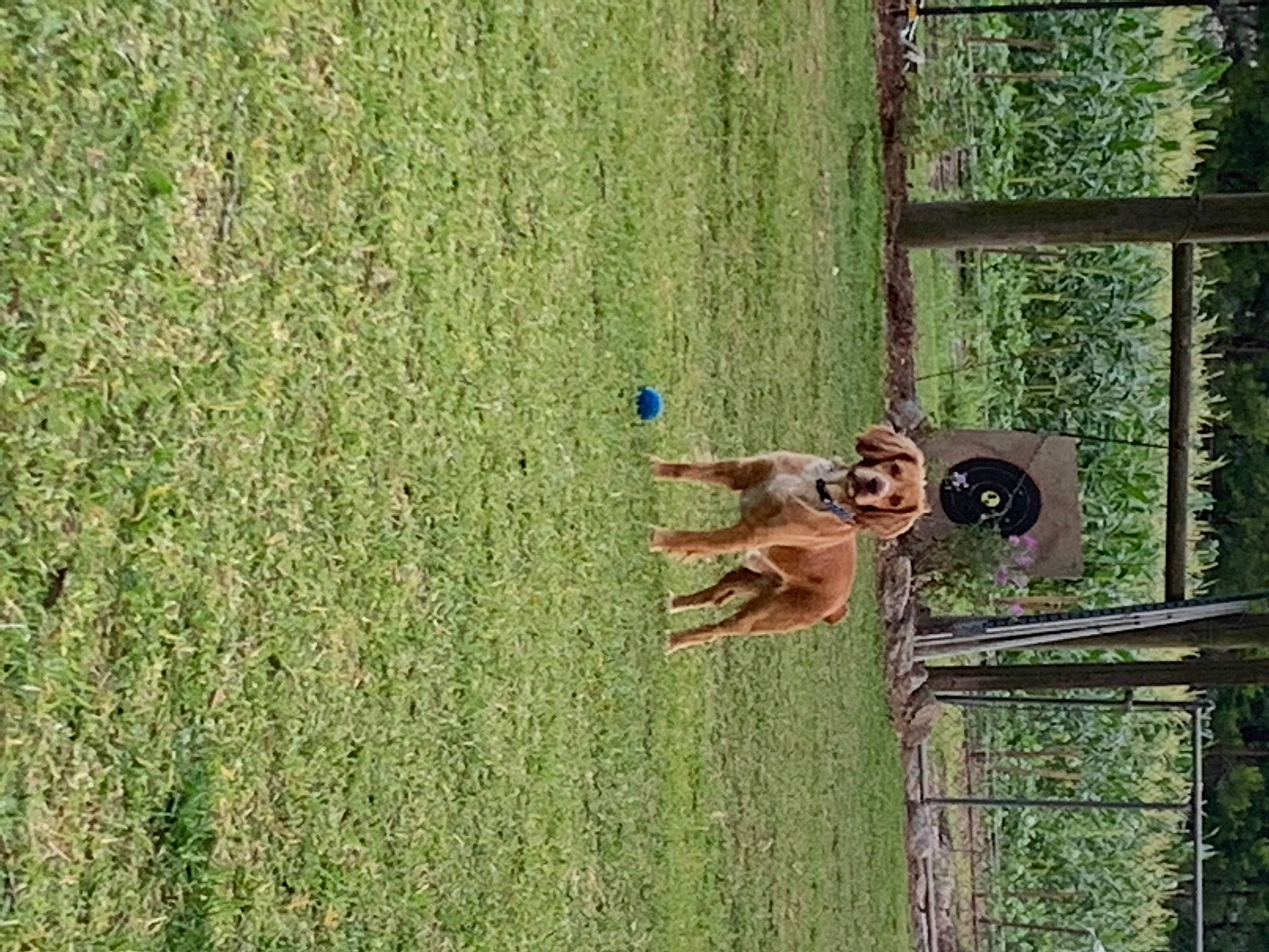 Otis joined the competition — help win amazing prizes! fawn, grass, green, organism, plant, tree, wood