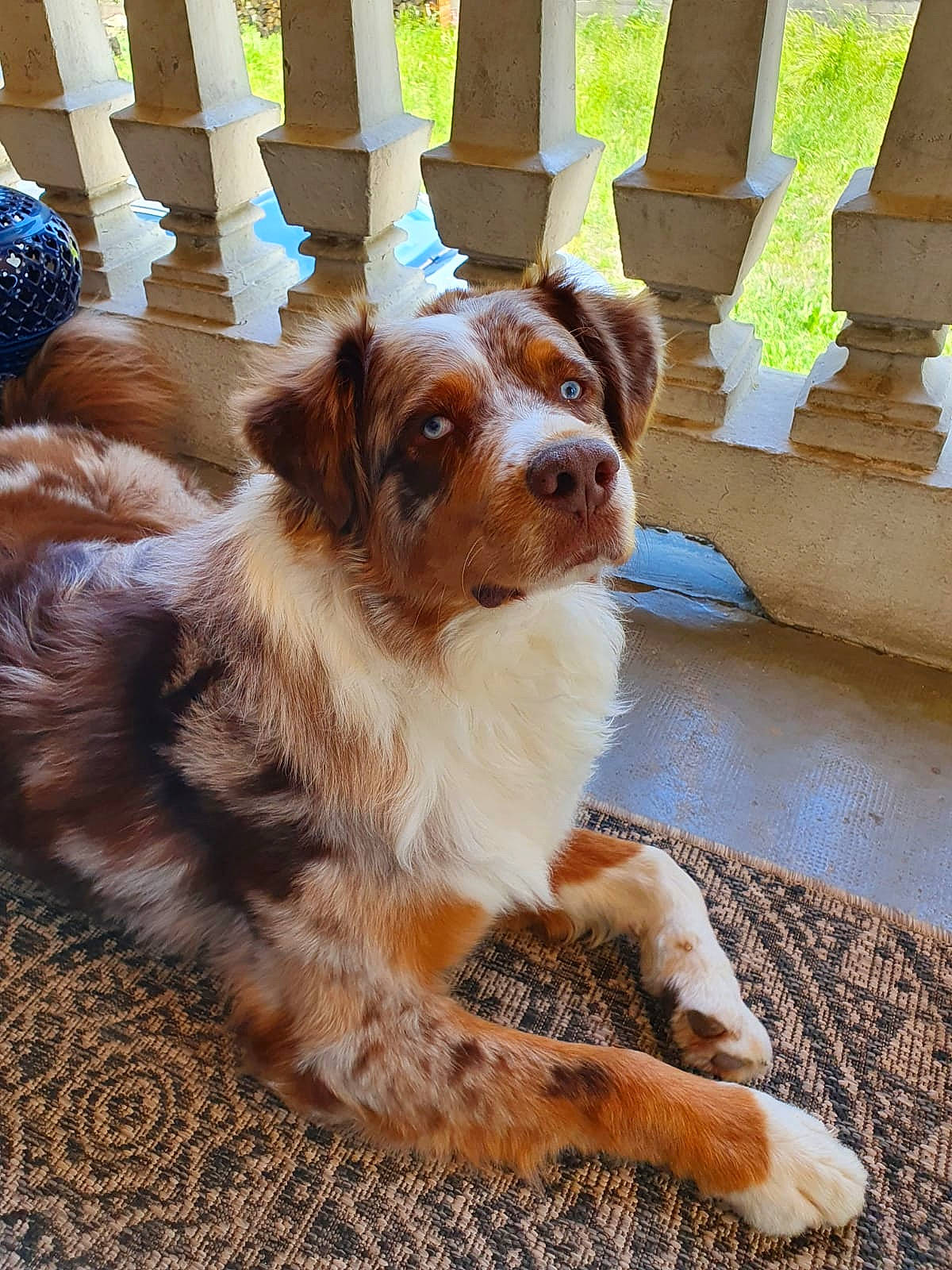 Pantoufle a rejoint le concours — aidez-le/la à gagner de superbes lots ! canidae, carnivore, companion_dog, dog, dog_breed, door, fawn, fence, flooring, fur, hardwood, liver, paw, plant, snout, sporting_group, tail, tree, wood, working_animal