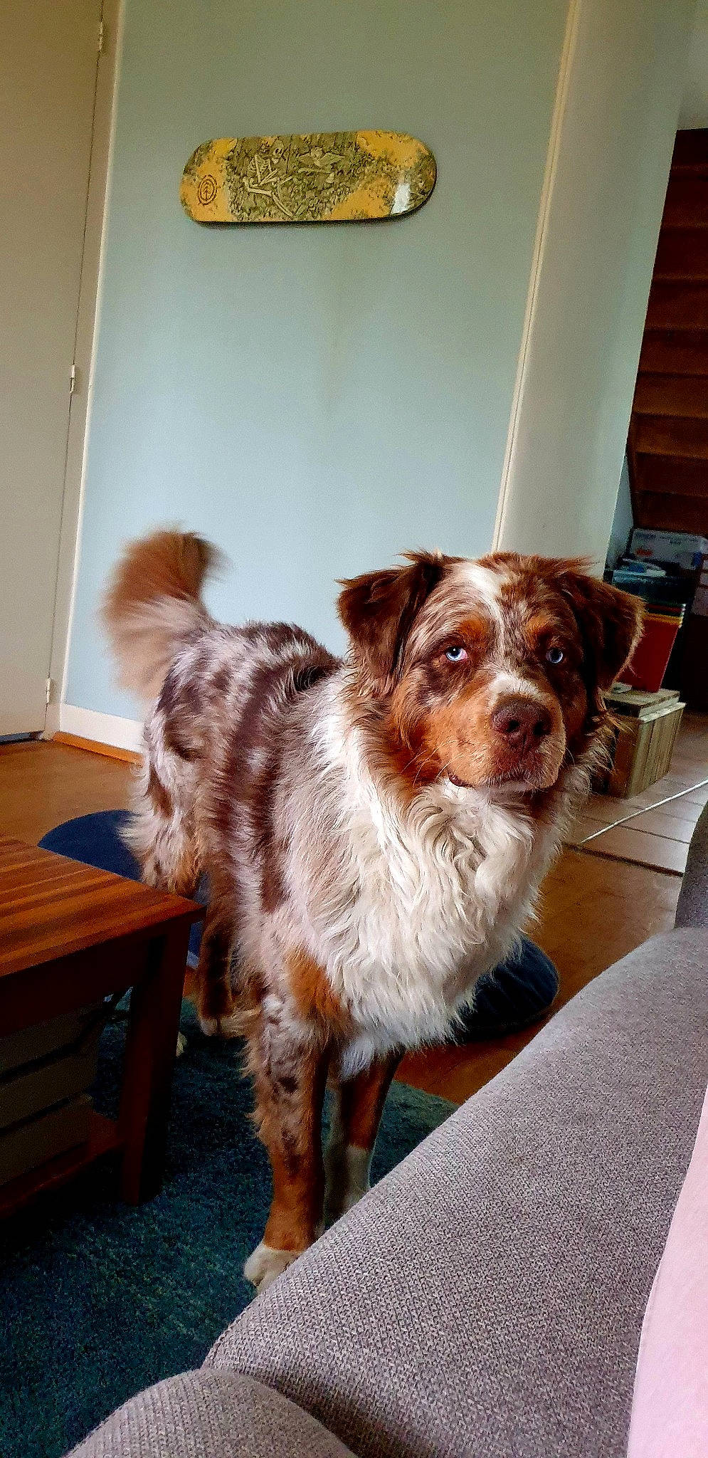 Pantoufle participe au concours pour gagner de l'argent avec cette photo : border_collie, brittany, canidae, carnivore, chair, companion_dog, dog, dog_breed, door, flooring, fur, hardwood, herding_dog, liver, plant, snout, sporting_group, whiskers, window, wood