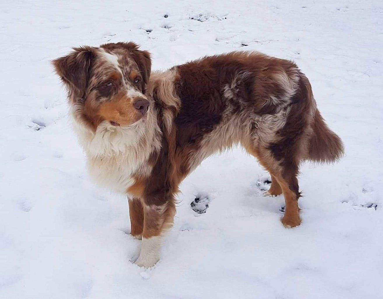 Pantoufle participe au concours pour gagner de l'argent avec cette photo : canidae, carnivore, companion_dog, dog, dog_breed, fur, gun_dog, hunting_dog, irish_red_and_white_setter, liver, pointing_breed, snout, snow, sporting_group, stichelhaar, terrestrial_animal, water_dog, winter, working_animal, working_dog
