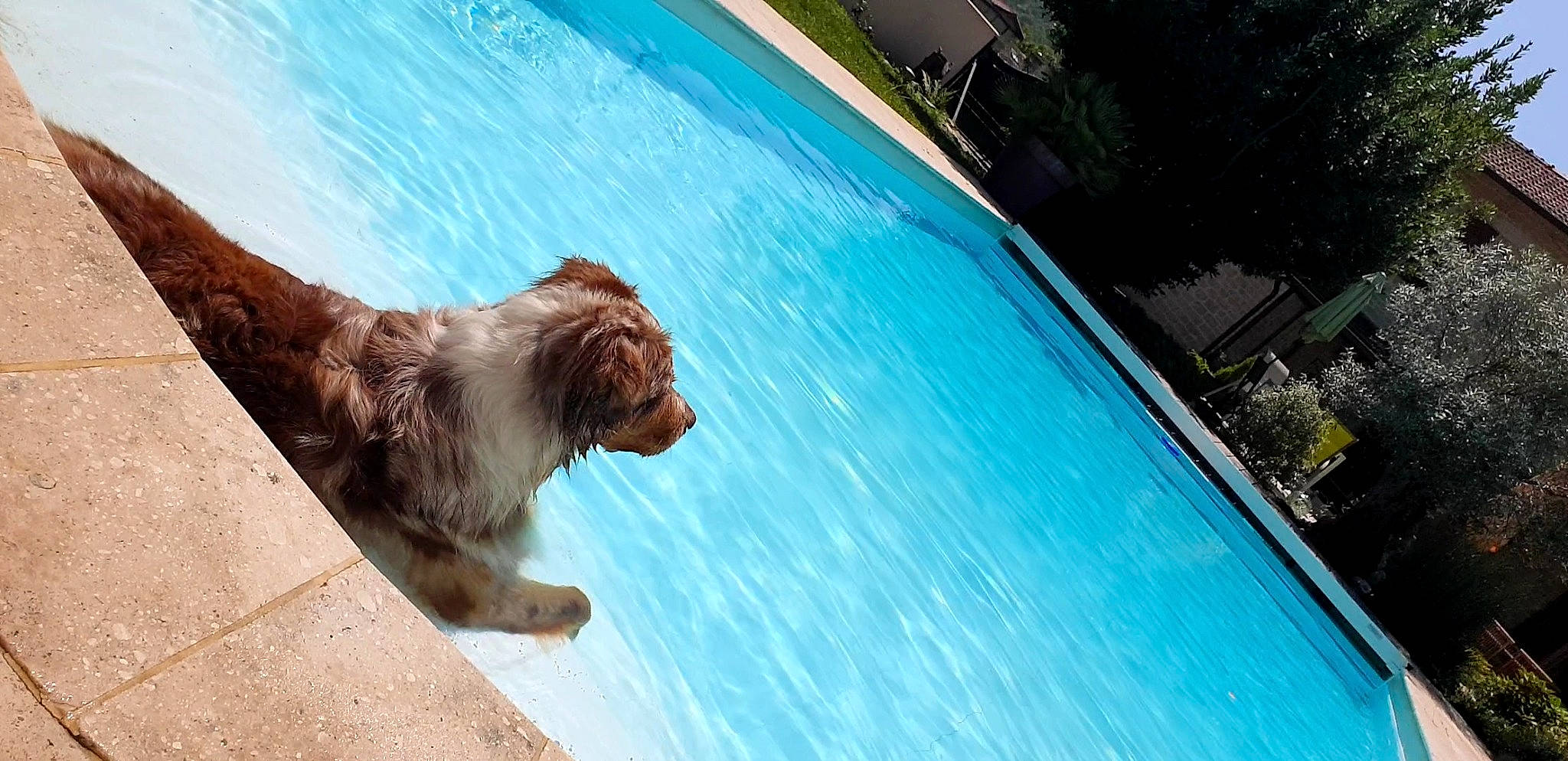 Pantoufle participe au concours pour gagner de l'argent avec cette photo : azure, bathing, blue, carnivore, companion_dog, composite_material, dog, dog_breed, felidae, fun, leisure, liver, plant, recreation, resort_town, sporting_group, swimming_pool, tree, water, wood