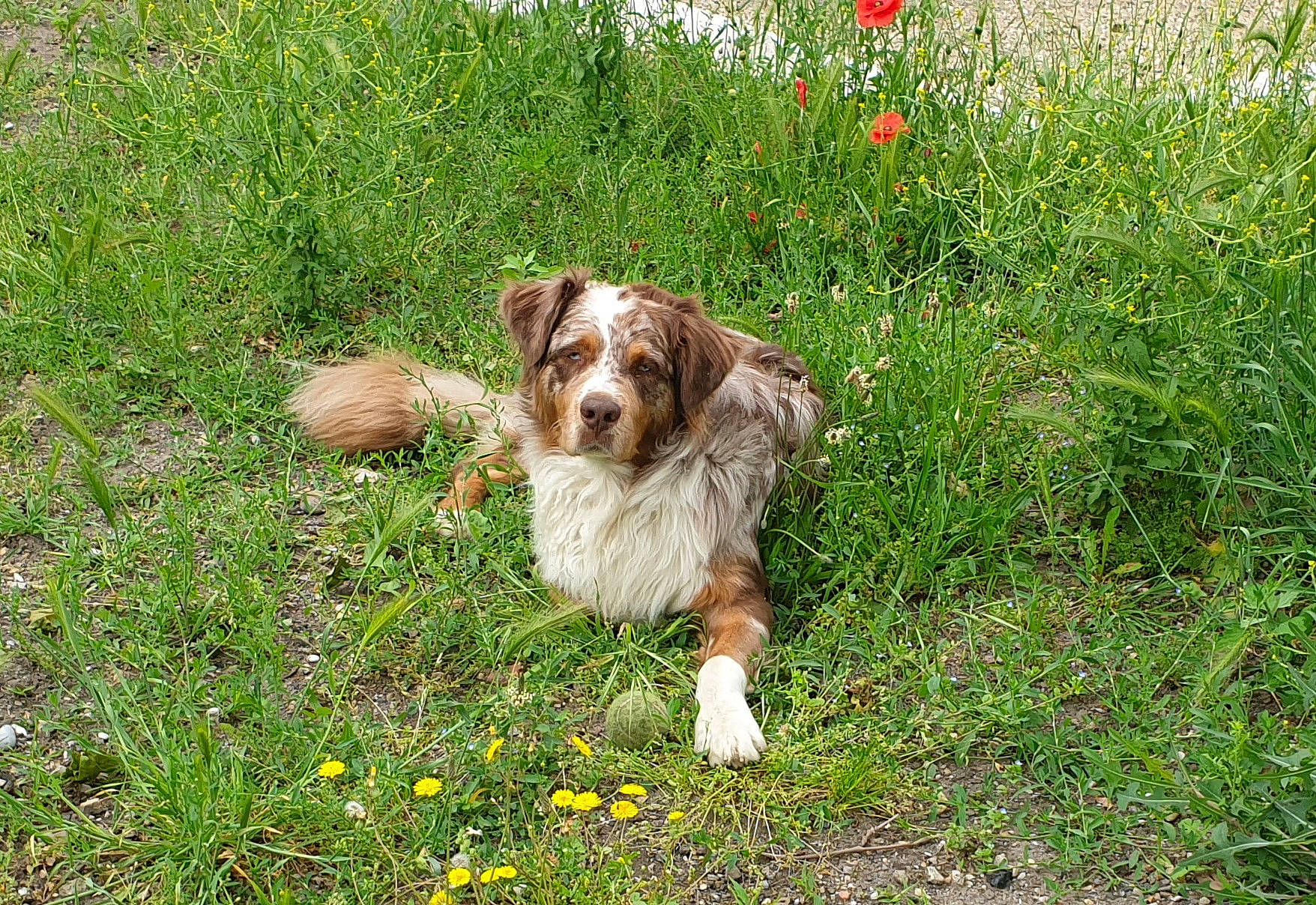 Pantoufle a rejoint le concours — aidez-le/la à gagner de superbes lots ! canidae, carnivore, cavalier_king_charles_spaniel, companion_dog, dog, dog_breed, fawn, flower, grass, grassland, groundcover, king_charles_spaniel, liver, natural_landscape, pasture, people_in_nature, plant, sporting_group, terrestrial_animal, toy_dog
