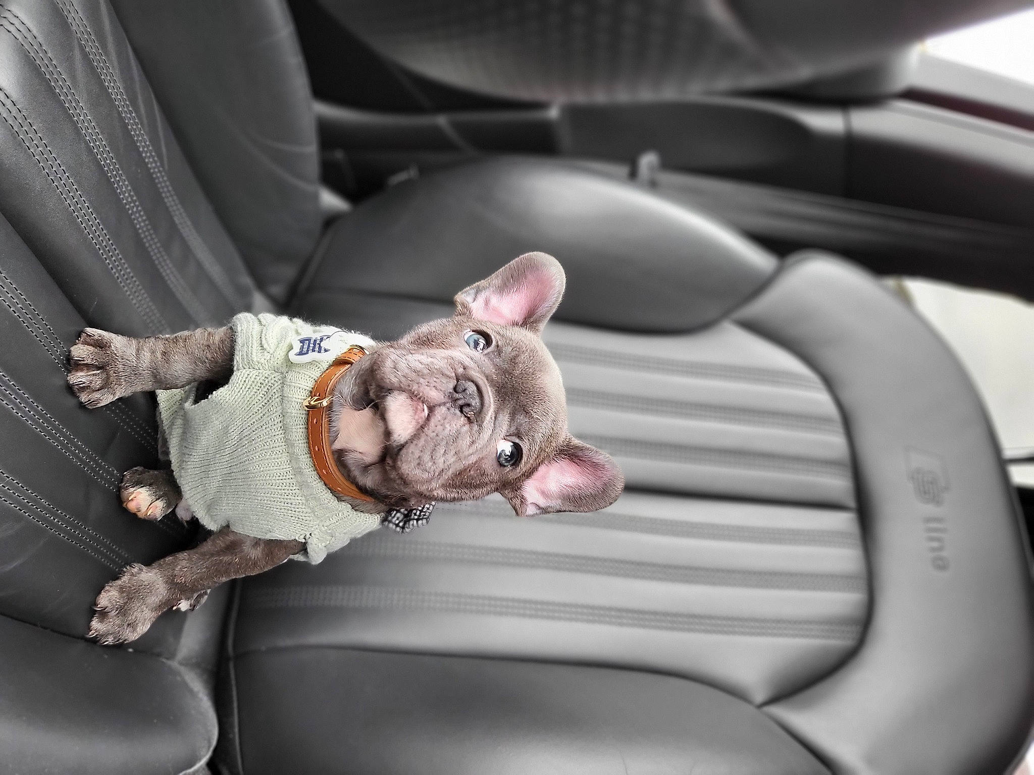 Duke joined the competition — help win amazing prizes! auto_part, automotive_design, car, car_seat, car_seat_cover, carnivore, comfort, couch, family_car, fawn, felidae, luxury_vehicle, metal, motor_vehicle, personal_luxury_car, seat_belt, steering_wheel, toy, vehicle, vehicle_door