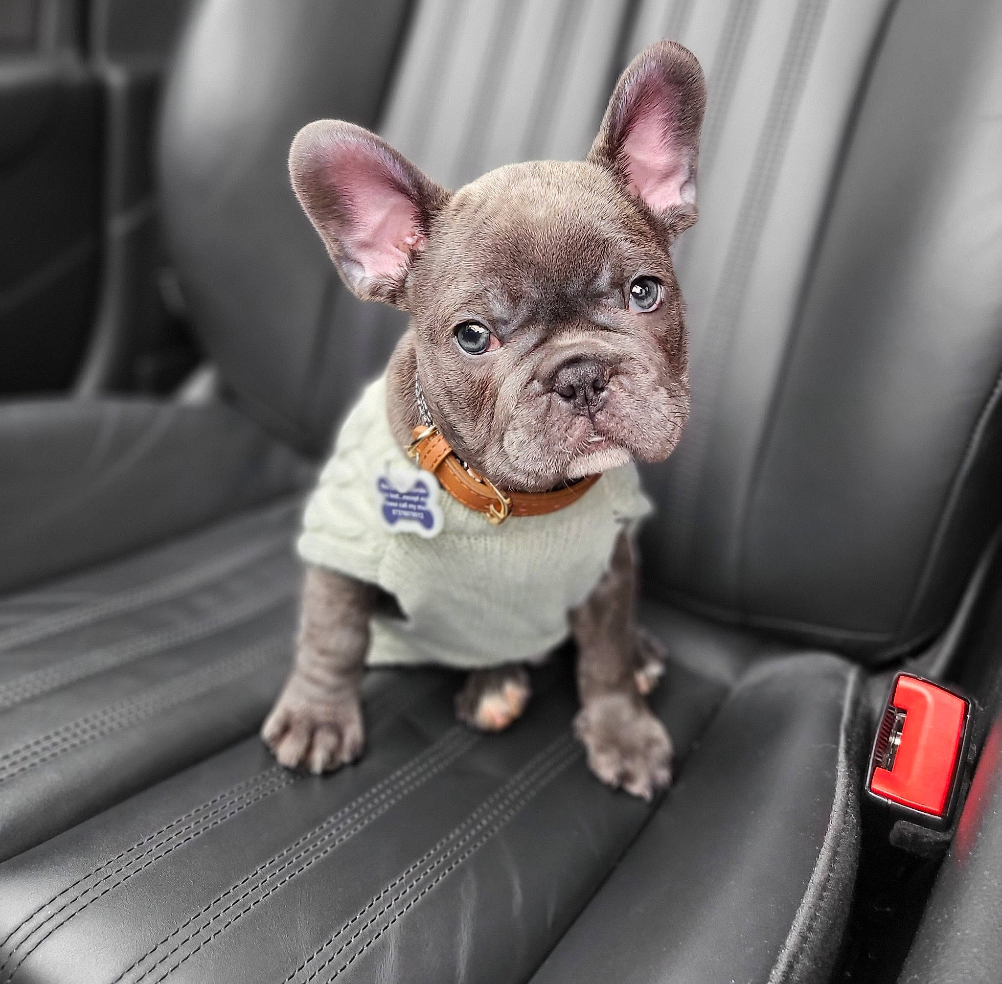 Duke is registered to the contest to win money with this photo: auto_part, bulldog, canidae, car, car_seat, carnivore, comfort, companion_dog, dog, dog_breed, ear, fawn, motor_vehicle, snout, sporting_group, terrestrial_animal, toy_dog, vehicle, vehicle_door, working_animal