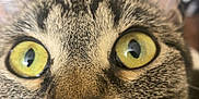 Marylyn joined the competition — help win amazing prizes! abyssinian, animal, brasssection, cat, horn, kitten, manx, musicalinstrument, pet