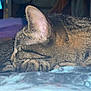 Marylyn is registered to the contest to win money with this photo: abyssinian, animal, bed, bedroom, blanket, bodypart, canine, cat, couch, ear, egyptiancat, furniture, indoors, kitten, manx, person, pet, pig, room, sleeping