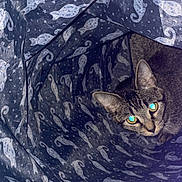 Marylyn joined the competition — help win amazing prizes! abyssinian, animal, architecture, art, bag, blanket, building, cat, egyptiancat, hole, kitten, laundry, manx, outdoors, pet, plastic, plasticbag, porcelain, pottery, shelter