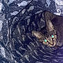 abyssinian, animal, architecture, art, bag, blanket, building, cat, egyptiancat, hole, kitten, laundry, manx, outdoors, pet, plastic, plasticbag, porcelain, pottery, shelter