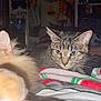 Marylyn joined the competition — help win amazing prizes! abyssinian, adult, animal, bed, bedroom, blanket, cat, couch, furniture, homedecor, indoors, kitten, linen, male, man, manx, person, pet, quilt, siamese
